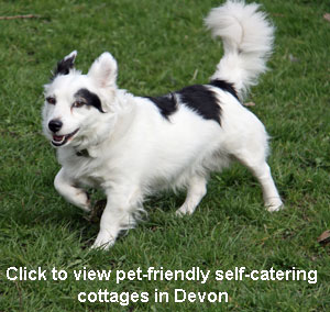 pet friendly selfcatering holiday cottages devon