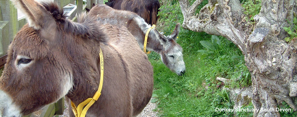 donkey sanctuary in sidmouth south devon, free entry